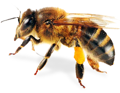 Bee -  7